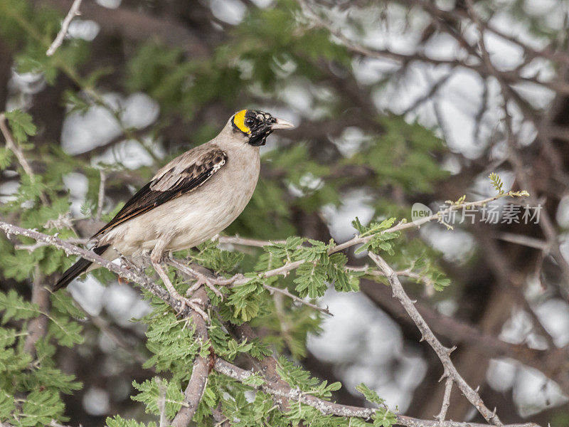 垂翅椋鸟，creophora cinerea，在树上;Etosha NP，纳米比亚